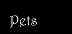 pets_sidebar